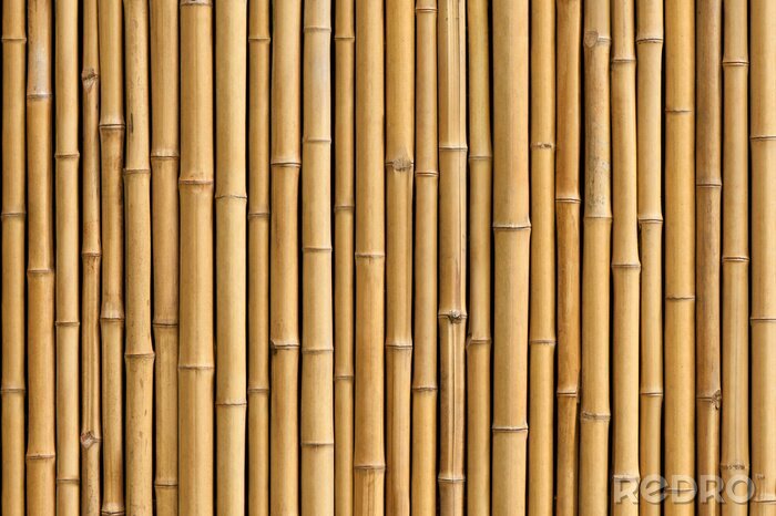 Sticker Bambussprossen