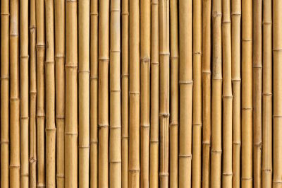 Sticker Bambussprossen