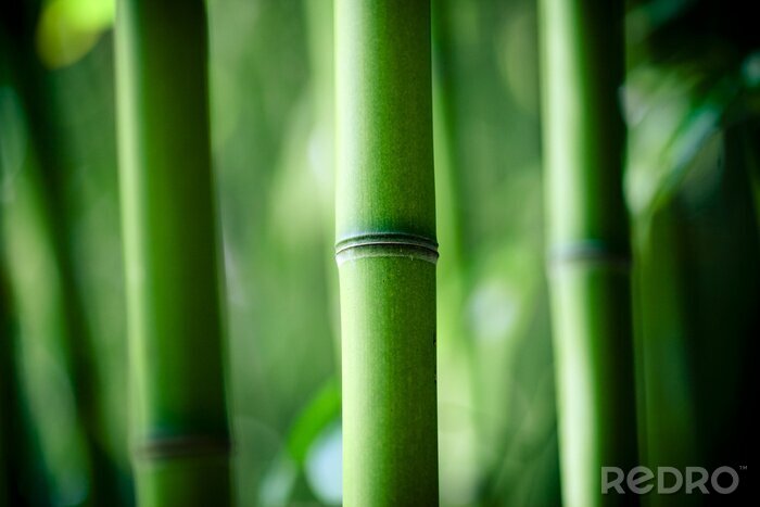Sticker Bambusstamm aus nächster Nähe