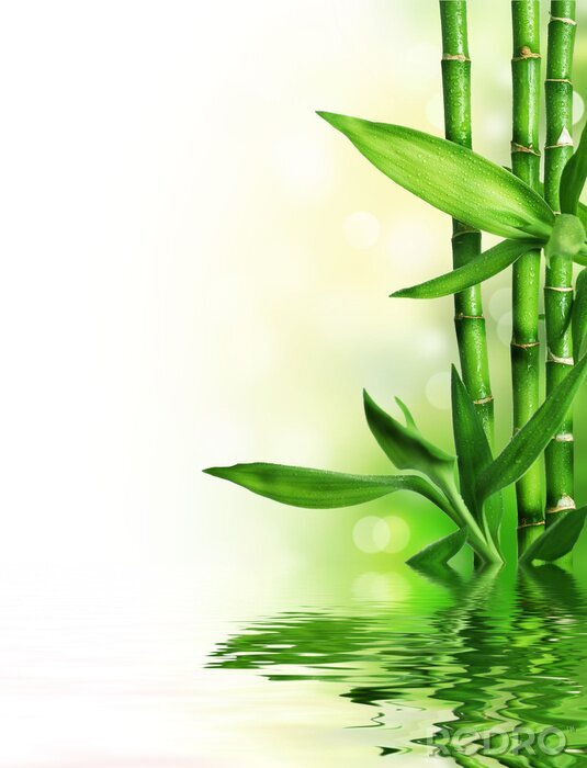 Sticker Bambusstengel und Wasser