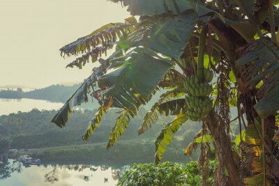 Sticker Bananen, die auf einer Palme in den Tropen wachsen