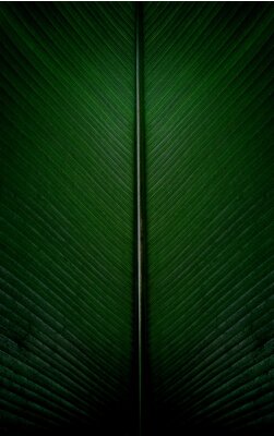 Sticker Bananenblatt aus nächster Nähe