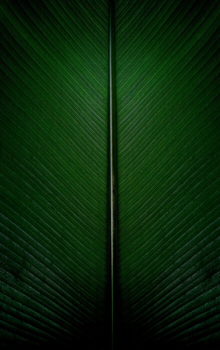 Sticker Bananenblatt aus nächster Nähe
