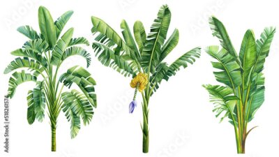 Sticker Bananenstauden im Aquarellstil auf weißem Hintergrund