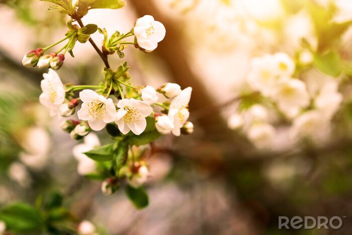 Sticker Baum in Blütezeit