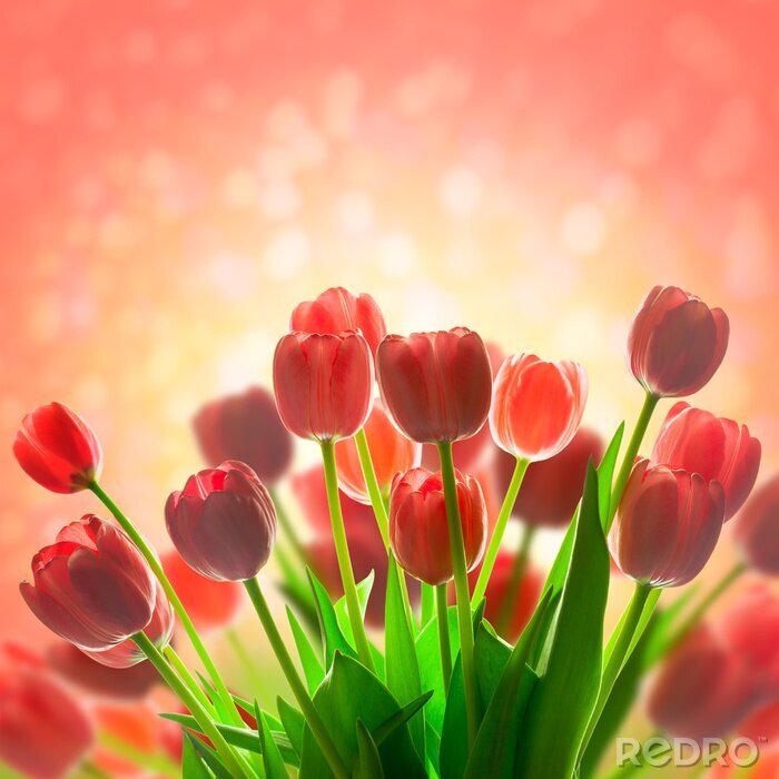 Sticker Beleuchtete rote Tulpen