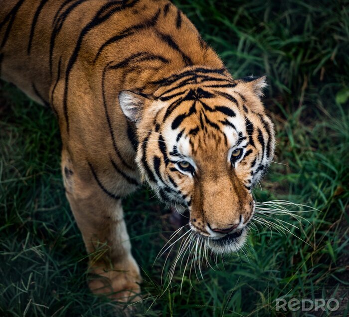 Sticker Bengal-Tiger in Bewegung und grünes Gras