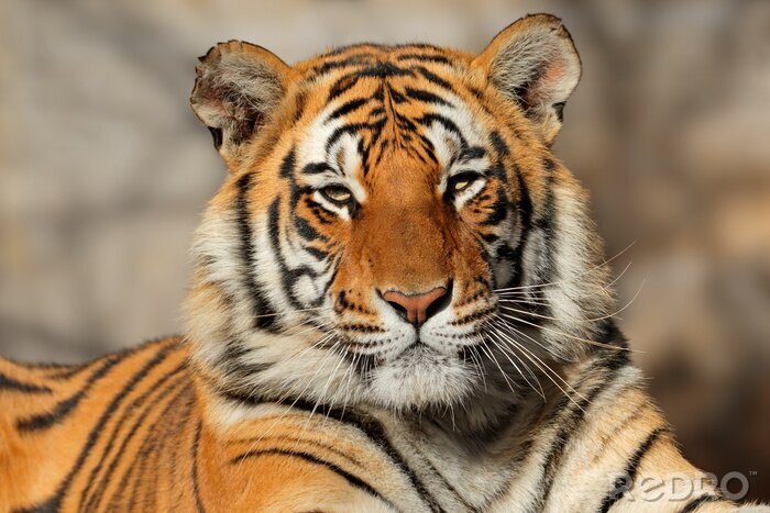 Sticker Bengalischer Tiger