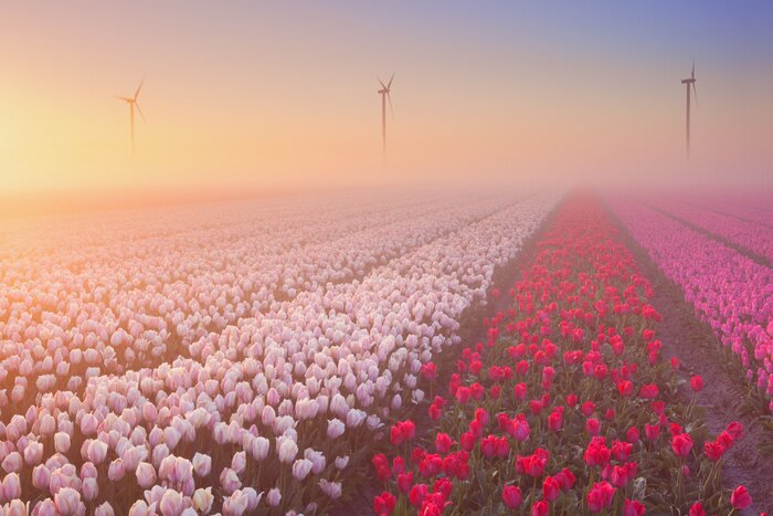 Sticker Bepflanzung mit roten und rosa Tulpen