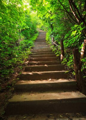 Betontreppe im Wald