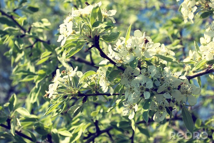 Sticker Bienen auf blühenden Zweigen