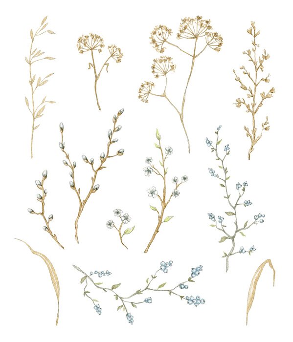 Sticker Big set with dry herbs, willow branches and twigs with flowers and berries isolated on white background. Watercolor hand drawn illustration