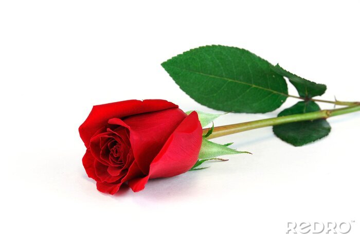 Sticker Bild einer roten Rose