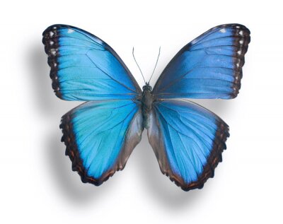 Sticker Bild eines blauen Schmetterlings