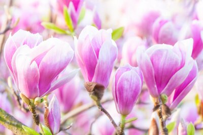 Sticker Bild von mehreren Magnolienknospen