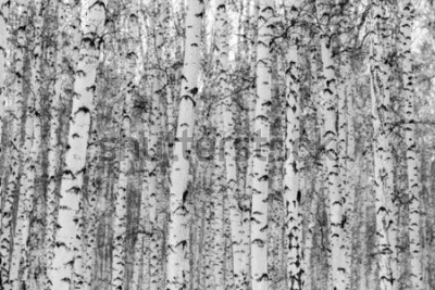 Sticker Birke las Winterlandschaft, Schwarzweiss-Foto