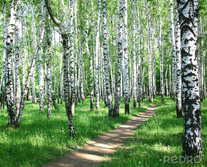 Sticker Birken auf der Wiese