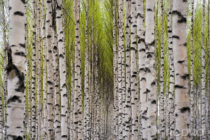 Sticker Birken in der Gasse