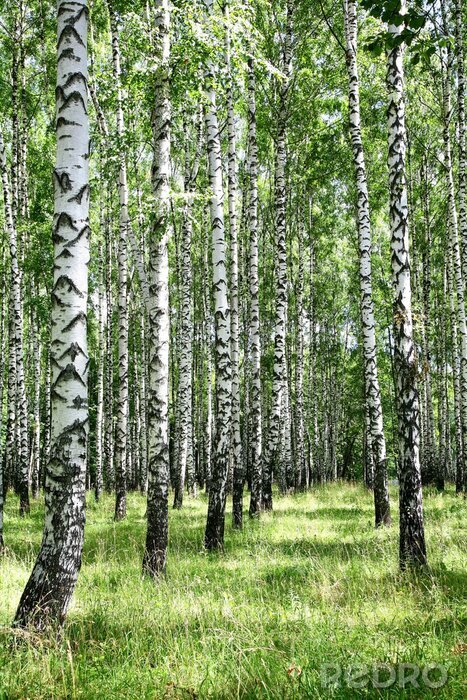 Sticker Birken in Schwarz-weiß in der Sonne