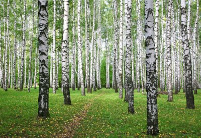 Birken und Blätter am Gras