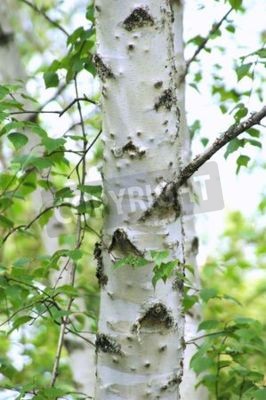 Sticker Birkenrinde aus nächster Nähe