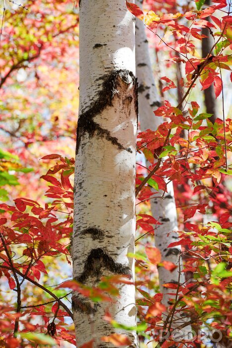 Sticker Birkenstamm inmitten roter Blätter