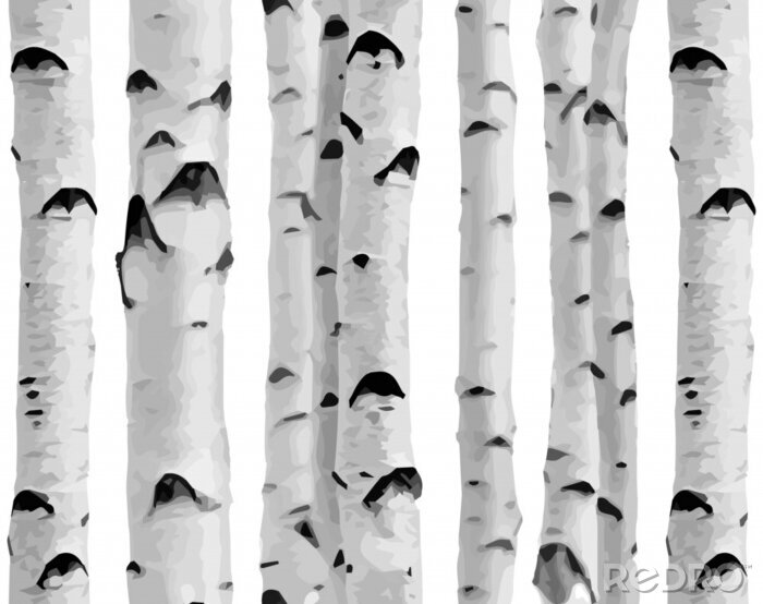 Sticker Birkenwald auf weißem Hintergrund