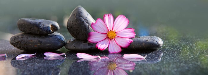 Sticker Black spa stones and pink cosmos flower isolated on green.