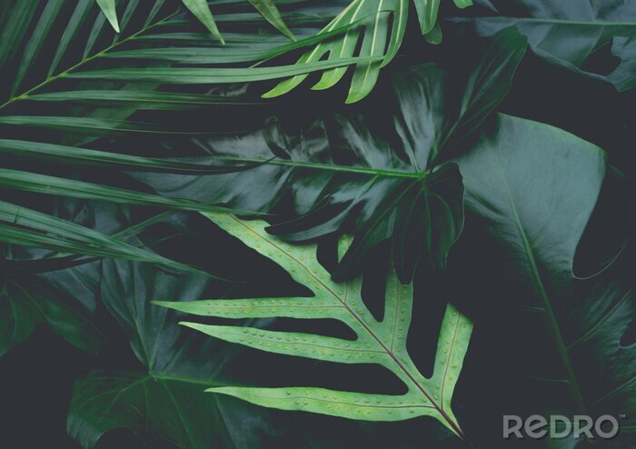 Sticker Blätter aus Tropen