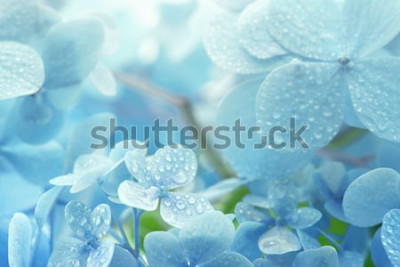 Sticker Blaue Blumen mit Tau bedeckt