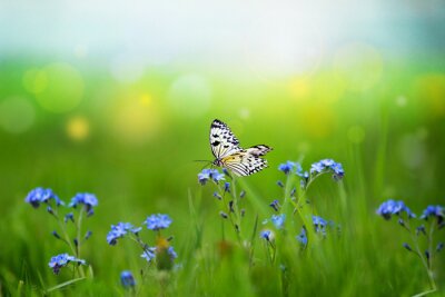 Sticker Blaue Blumen und ein Schmetterling