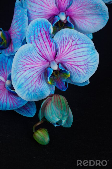Sticker Blaue Orchidee mit rosa Akzenten