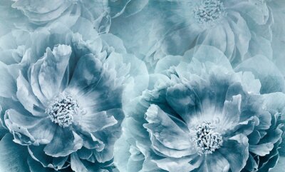 Blaue Pfingstrosenblumen