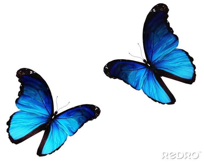 Sticker Blaue Schmetterlinge in Bewegung
