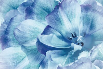 Blaue Tulpen