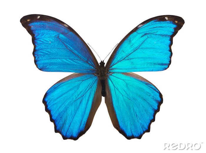 Sticker Blauer Schmetterling auf hellem Hintergrund