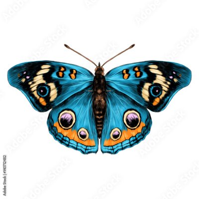 Sticker Blauer Schmetterling mit schön gefärbten Flügeln