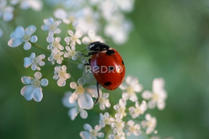 Sticker Blick auf Marienkäfer, der auf weißen Blüten sitzt