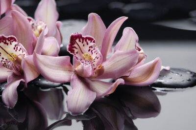 Blühende asiatische Orchidee