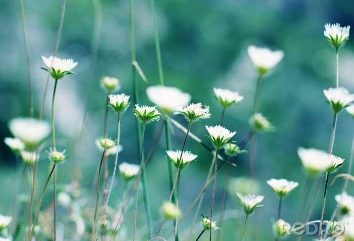 Sticker Blühende Blumen auf der Wiese