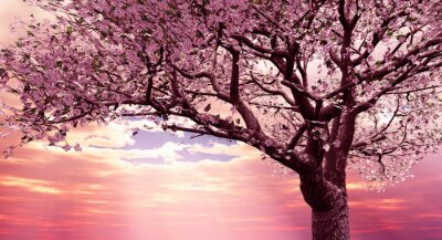 Blühende Kirsche vor dem Hintergrund eines Sonnenuntergangs