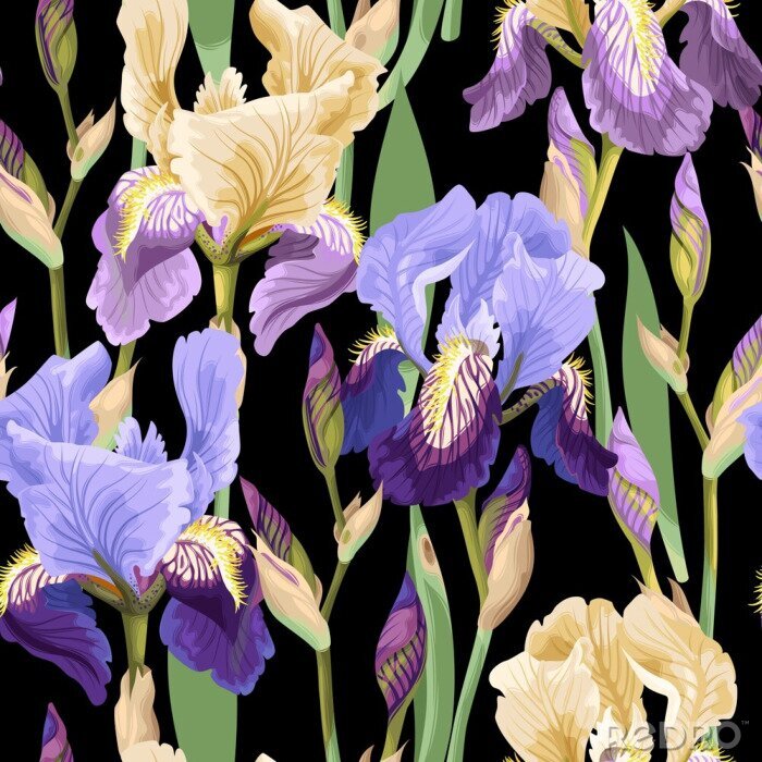 Sticker Blühende Schwertlilien auf dunklem Hintergrund
