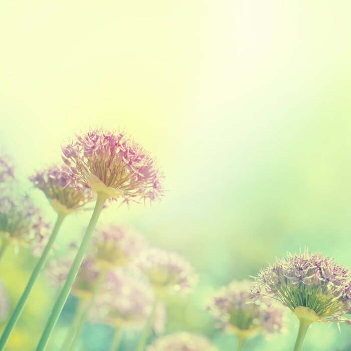 Sticker Blühende Zwiebeln