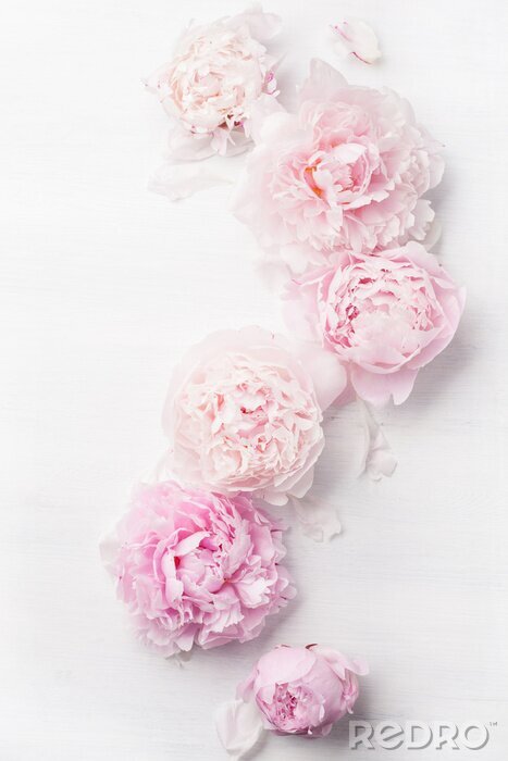 Sticker Blüten der Pfingstrose auf weißem Hintergrund verschüttet