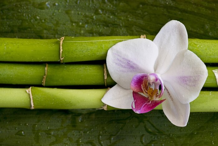 Sticker Blume auf grünem Bambus