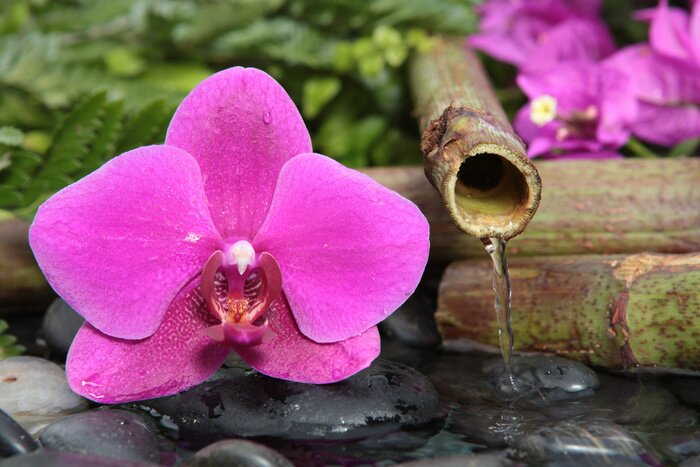 Sticker Blume auf Steinen im Wasser