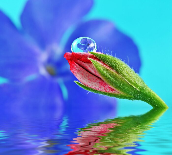 Sticker Blume, die aus dem Wasser wächst