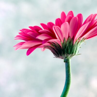 Blume mit rosa Blütenblättern
