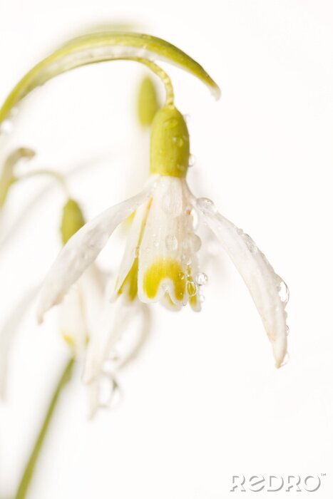 Sticker Blume mit Tau