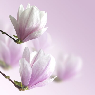 Sticker Blumen 3d in Rosa